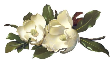 Magnolia flower png, Magnolia flower png Transparent FREE for download ...