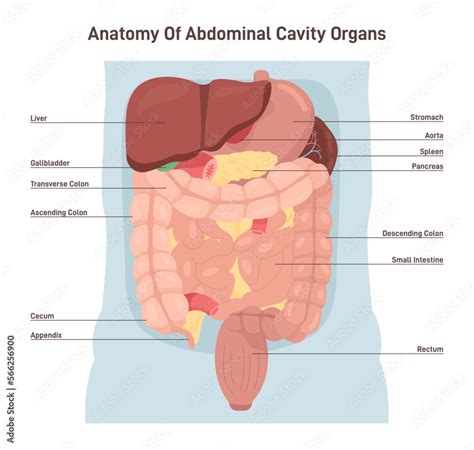 Human abdominal cavity organs. Digestive and vital system. Internal organs, Stock Vector | Adobe ...