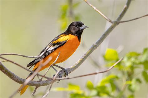 Birds In Indiana: 27 Most Impressive And Colorful Species In This State