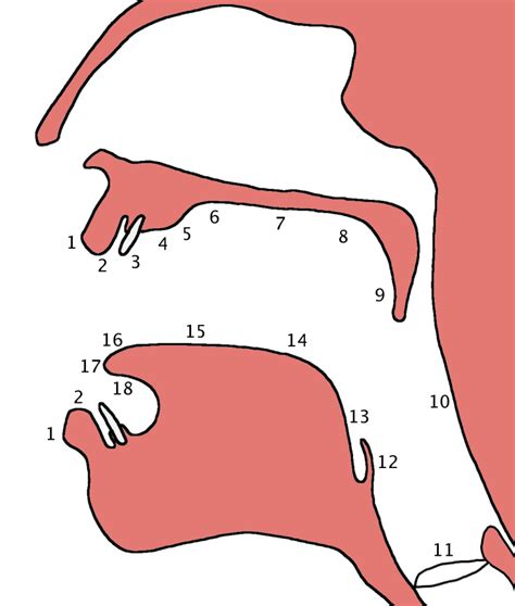 Places of articulation - Psychology Wiki