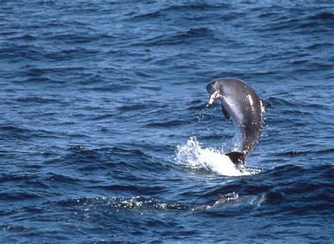 Dwarf and Pigmy Sperm Whale | Azores Whale Watching TERRA AZUL™