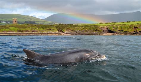 Dingle boat tour operator confirms search for Fungie the dolphin has ...