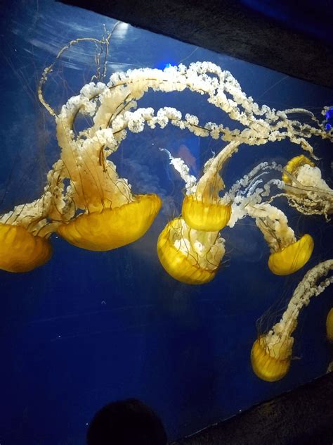 Aquarium of the Bay Tickets - San Francisco, CA