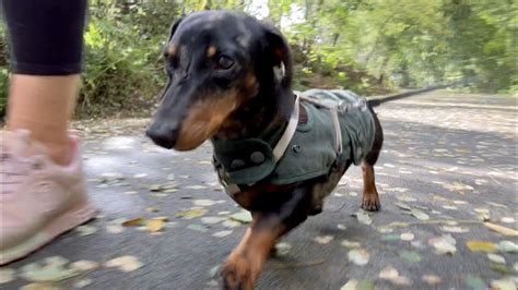 HOW DOES MINI DACHSHUND STAY HEALTHY ? - YouTube