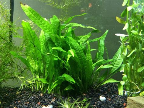 7 Hardy Plants for a Brackish Water Aquarium Aquarium Hunter