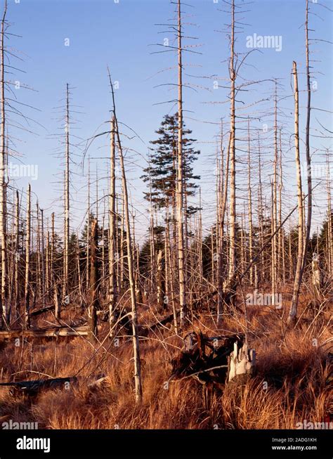 Forest destruction by acid rain. View of woodland devastated by the effects of acid-polluted ...