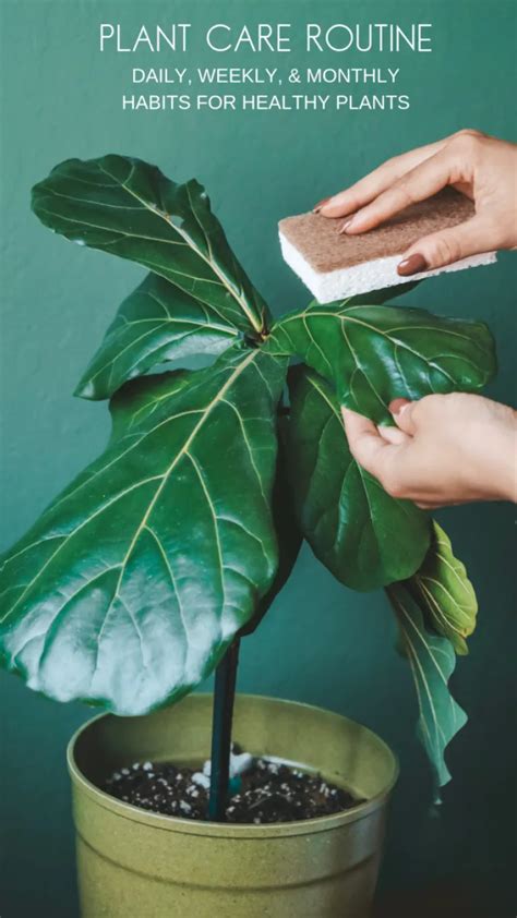 Creating a Houseplant Care Routine | xoxojackie blog | House plant care ...