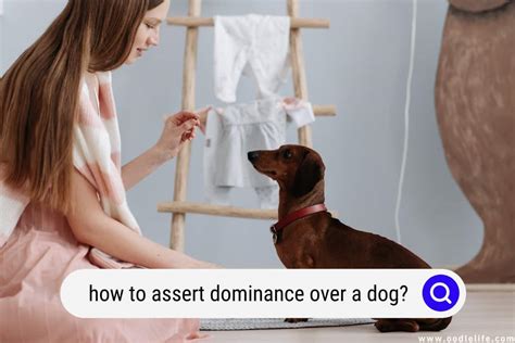 How To Assert Dominance Over A Dog? (Ethically) - OodleLife®