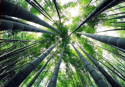 looking up at tall bamboo trees in the forest