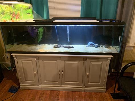 125 gallon aquarium for two red ear slider turtles with above basking ...