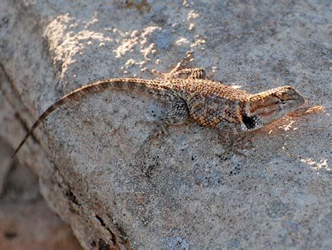 Wildlife Around Las Vegas, Orange-headed Spiny Lizard (Sceloporus ...