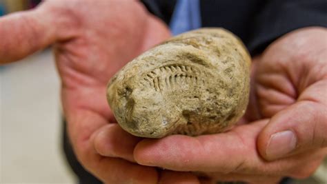 World-record fossilized poop collection on display