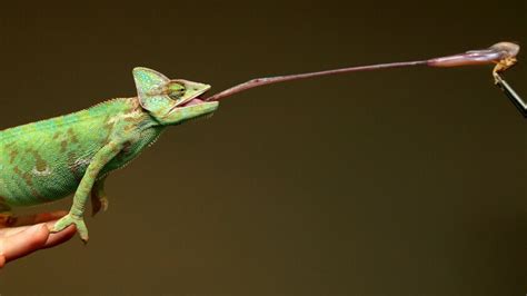 Super-sticky saliva helps chameleons catch huge prey, scientists say - Los Angeles Times