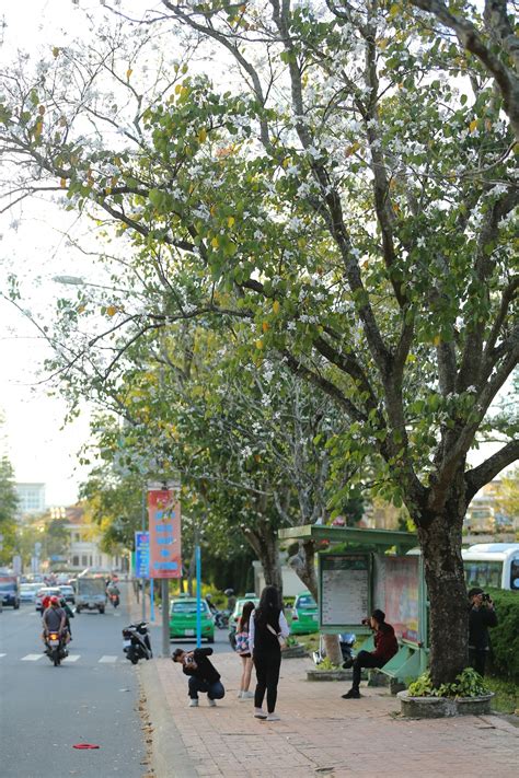 Hoa Ban blossoms serve to beautify streets of Da Lat | VOV.VN