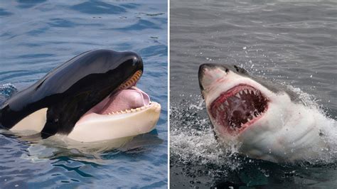 The Ultimate Battle of the Ocean: Shark vs Killer Whale – Archaeology 24