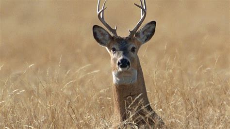 Zombie deer disease: How to avoid getting CWD, according to CDC