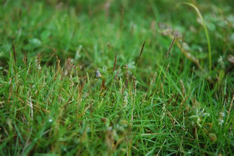 Zoysia matrella (Poaceae) image 31596 at PhytoImages.siu.edu