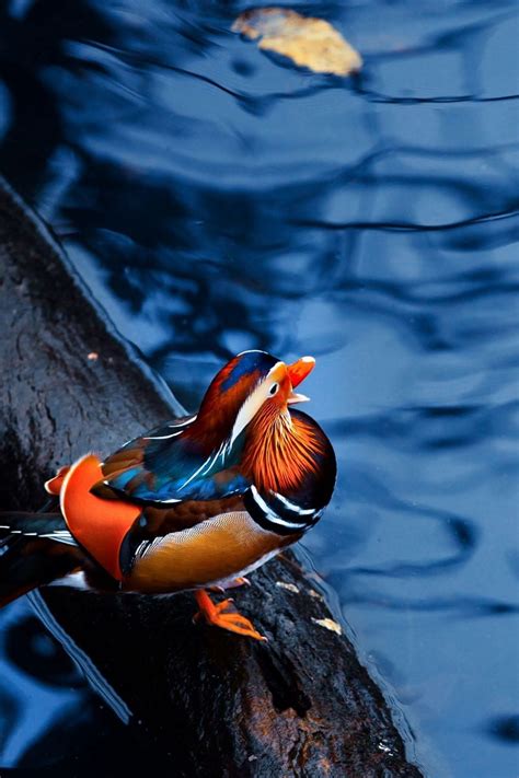 Mandarin Ducks Wallpapers - Wallpaper Cave