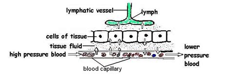 Lymphatic System Answers - WikiEducator