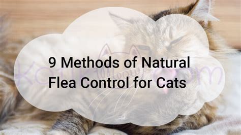 9 Methods of Natural Flea Control for Cats - Kotikmeow