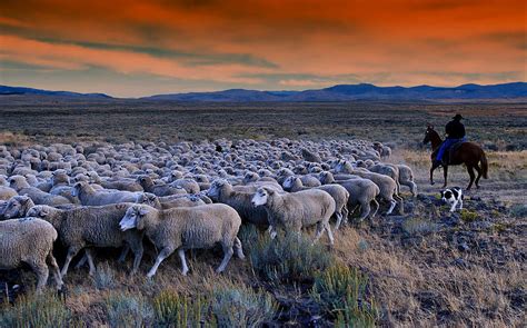 Sheepherder Life Photograph by Movie Poster Prints - Fine Art America