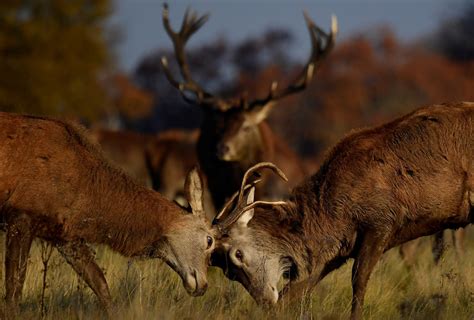 Fawning over fall: Meet the deer of London’s Richmond Park | Daily Sabah