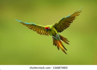 Green Parrot Flying Stock Photos and Pictures - 15,877 Images | Shutterstock