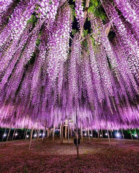 . 📍Ashikaga Flower Park, Ashikaga, Japan 🇯🇵 . . Photo Credit 👏👏👏 @takerun0502 … | Hermosos ...