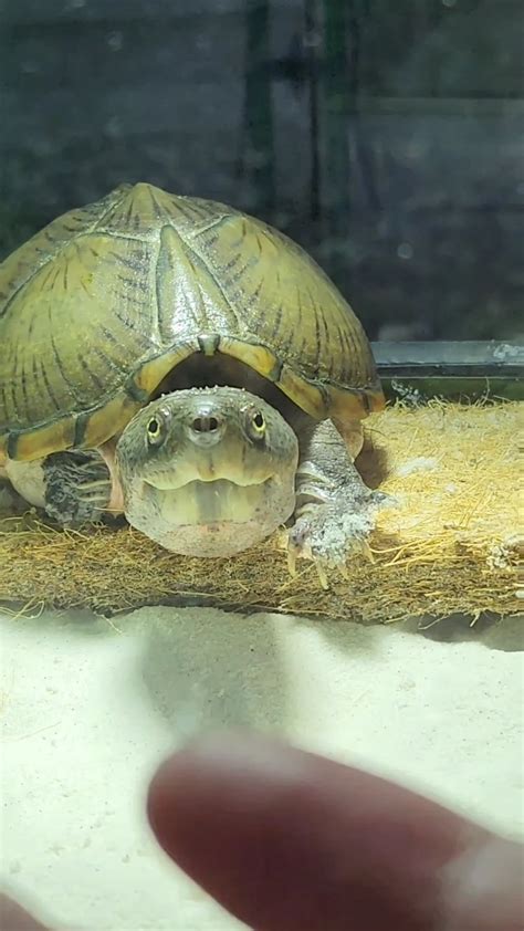 My razor-backed musk turtle is cute and derpy. She also loves to say Hi ...