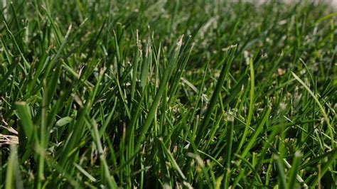 Festuca arundinacea. Césped de bajo mantenimiento - Agromática