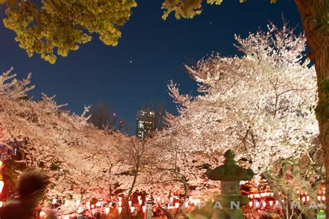 little japan mama : Night Sakura at Ueno Park