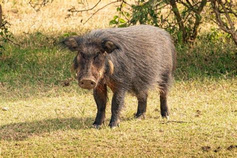 17 Giant Forest Hog Facts - Fact Animal