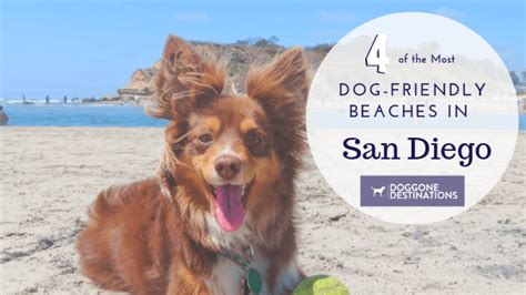 4 of the Absolute Best Dog-Friendly Beaches in San Diego, CA