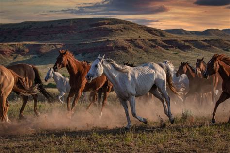 8 Places To See Wild Horses in North America » TrueViralNews