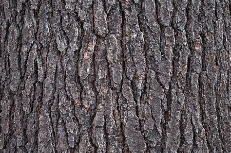 Free picture: oak, nature, tree, wood, texture, pattern, bark, dry, outdoor
