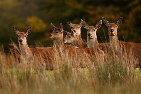 Jeremy Inglis Photography: Margam Park Deer