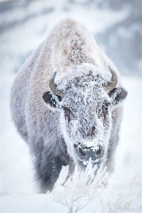 FROSTY THE BISON, Snow Covered Bison, Buffalo in Snow by Rob's Wildlife - RobsWildlife