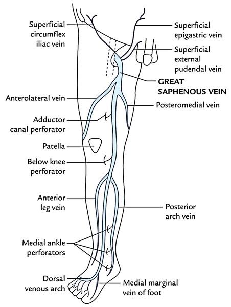 Saphenous Vein – Earth's Lab