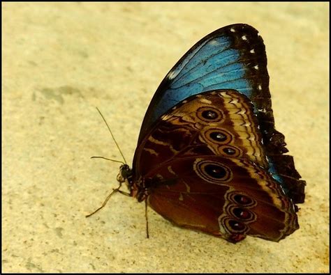 The magnificent Blue Morpho Butterfly | Diego Braghi