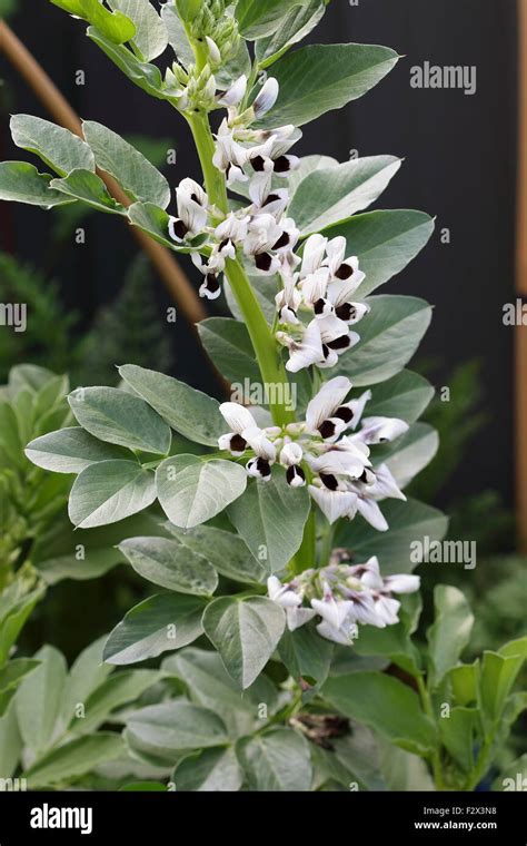 Vicia faba bean plant Stock Photo - Alamy