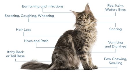 Pet parent: How to recognise allergy symptoms - Nextmune