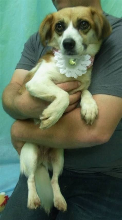 Available at Putnam County Animal Shelter in Cookeville Tn | Animal shelter, Animals, Corgi