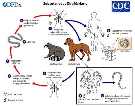 Is Heartworm In Dogs Contagious