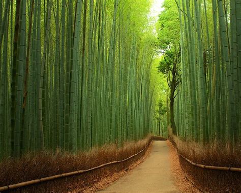 Berjalan di Hutan Bambu Tiongkok. Hutan bambu yang terletak di propinsi Sichuan Selatan yang ...