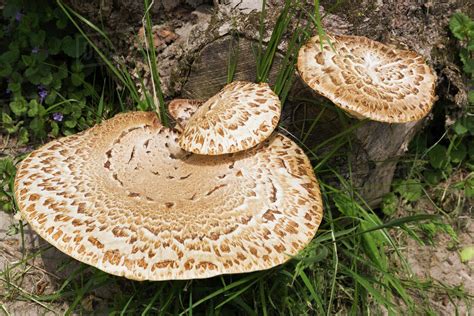 Wild mushrooms growing on tree stump - Stock Photo - Dissolve