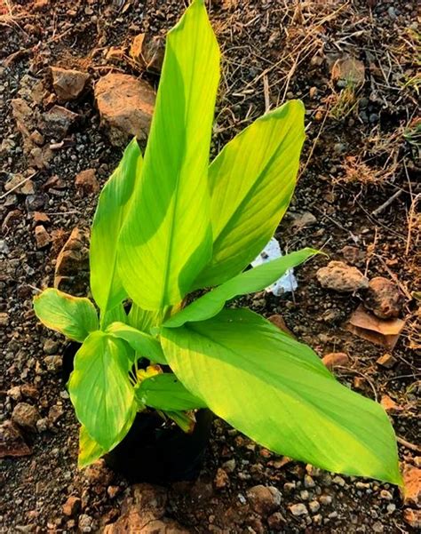 Black Turmeric Plant, For Outdoor at Rs 30/piece in Pune | ID: 27471078530