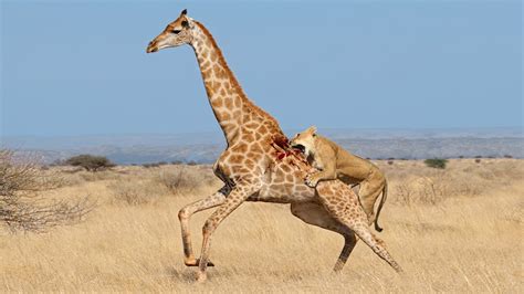 Danger Lurks - How Lion Attack Giraffe Success - YouTube