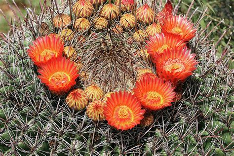 Orange And Yellow Barrel Cactus Flowers Digital Art by Tom Janca - Pixels