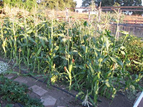 img_0200.jpg | Super-early corn this year! Johnny's Seeds ea… | Flickr