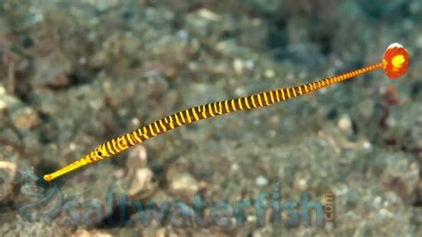 Many Banded Pipefish, Size 3.5 - 4.75 inches For Sale (Doryrhamphus multiannulatus). TOP Care ...